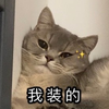 萌宠 猫星人 我装的 得意 呆萌 可爱