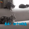 萌宠 猫咪 走开 讨厌鬼 生气 soogif soogif出品