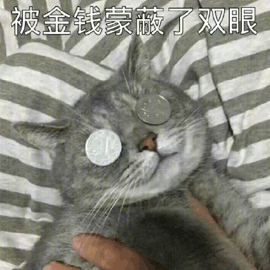 猫 金钱 眼睛