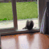 喵星人 可爱 萌宠 猫咪