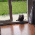 喵星人 可爱 萌宠 猫咪