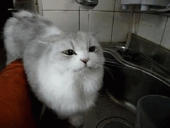 猫咪 喝水 伸舌头 水槽