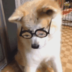 柴犬gif动态图片,狗狗戴眼镜毛茸茸动图表情包下载