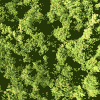 植物 疯狂 旋转 迷幻 森林 plants nature