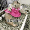 兔子 躺着 爪子 宝贝我美吗