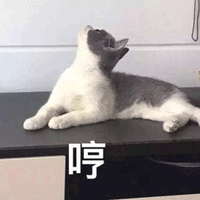 猫 哼 拒绝 搞怪 逗