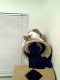小猫 摇晃 萌萌哒 可爱