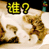 猫 萌宠 可爱 soogif soogif出品 谁？