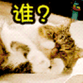 猫 萌宠 可爱 soogif soogif出品 谁？