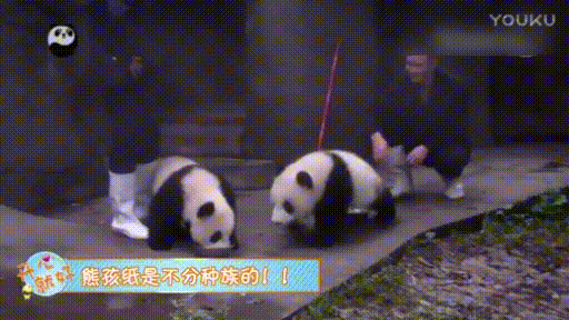 两只熊猫 萌萌的 吃食 饲养员