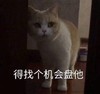 萌宠 猫星人 得找个机会盘他 嫌弃 搞怪 逗