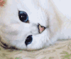 猫咪 白毛 可爱 躺着 玩耍
