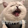 萌宠 猫星人 你叭叭个锤子啊 嫌弃 搞怪 逗