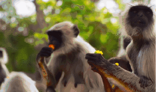 享受 叶猴 吃 地球脉动 纪录片 美味