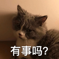 萌宠 猫 猫咪 嫌弃 有事吗 拒绝