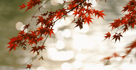 秋天 枫叶 美丽 水面