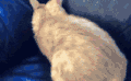猫 卖萌 萌宠 蠢萌 可爱