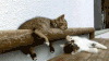猫咪 可爱 睡觉 恶搞