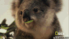 考拉 koala