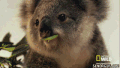 考拉 koala