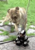 聚会 宝贝 动物  狮子 他只是一只小斑马 太饿了  狮子试图吃婴儿