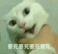 猫咪 喵星人 要死要死 斗图 搞笑 可爱 愤怒