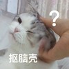 萌宠 喵星人 抠脑壳 问号 呆萌 搞怪