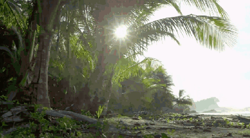 COSTA&RICA&IN&4K 哥斯达黎加 植物 沙滩 阳光