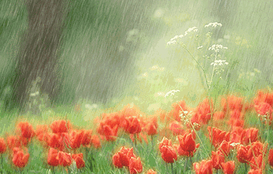 细雨蒙蒙 鲜花 夏季 漂亮
