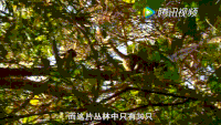 猴子 注视 可爱 萌宠