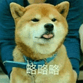 萌宠 狗 汪星人 柴犬 略略略 拒绝
