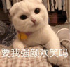 萌宠 猫星人 要我强颜欢笑吗 假笑 呆萌 可爱