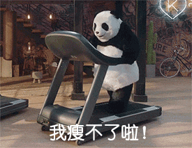 大熊猫 国宝 跑步机 我瘦不了啦