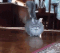 猫咪 可爱 萌宠 毛茸茸