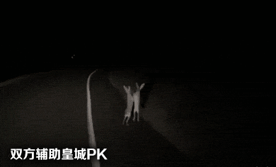 兔子 黑夜 马路 PK