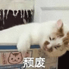 萌宠 猫咪 猫 颓废 搞怪