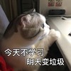萌宠 猫星人 今天不学习 明天变垃圾 可爱 搞怪