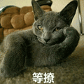 等撩 猫