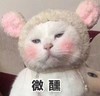 萌宠 猫星人 微醺 喝多了 呆萌 可爱