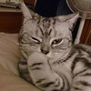 猫咪 睁一只眼闭一只眼 可爱 捂嘴 躺着