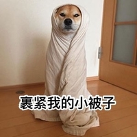 doge 汪星人 可爱 呆萌 斗图 裹紧我的小被子