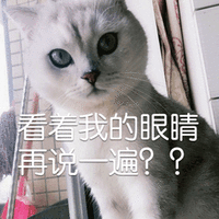 看着我的眼睛 再说一遍 猫