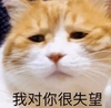 萌宠 喵星人 我对你很失望 你居然这样子 憨憨 失落
