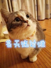 可爱 喵星人 萌宠 苍天饶过谁