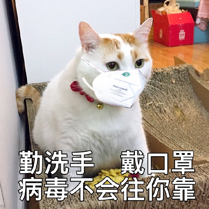 萌宠 喵星人 勤洗手戴口罩 病毒不会往你靠 憨憨 可爱