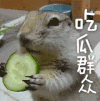 吃瓜群众 老鼠 可爱 萌宠