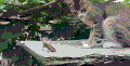 小猫 观看 可爱 安静