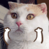 猫咪 可爱 搞怪 高兴