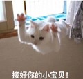 接好你的 小宝贝 猫咪 可爱