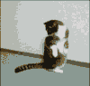 很嗨  搞怪  逗乐 猫猫